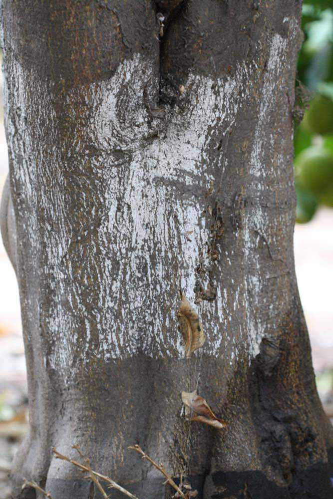                 Bark (Prior, Riverside, CA)       